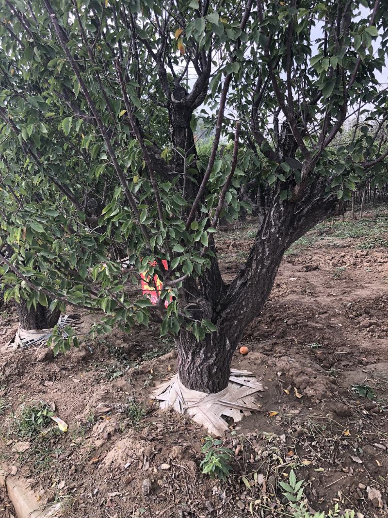 红梅，梅花系列优质品种，适合高档小区及道路点缀用苗