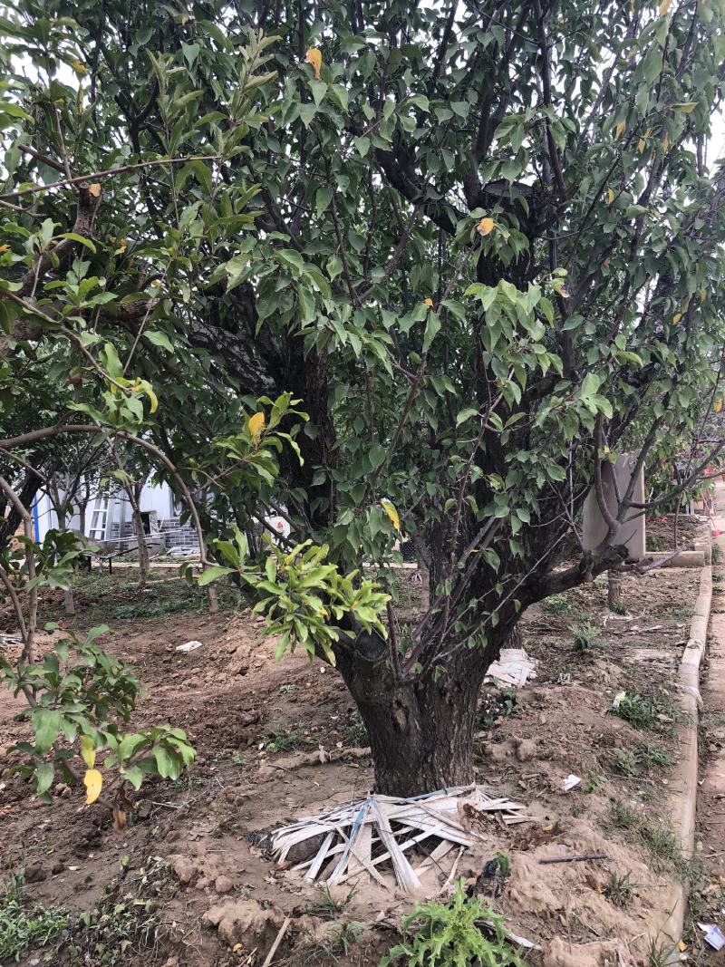 红梅，梅花系列优质品种，适合高档小区及道路点缀用苗
