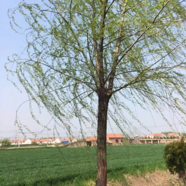 垂柳，金丝垂柳，速生垂柳，竹柳，馒头柳，品种齐全，清圃价