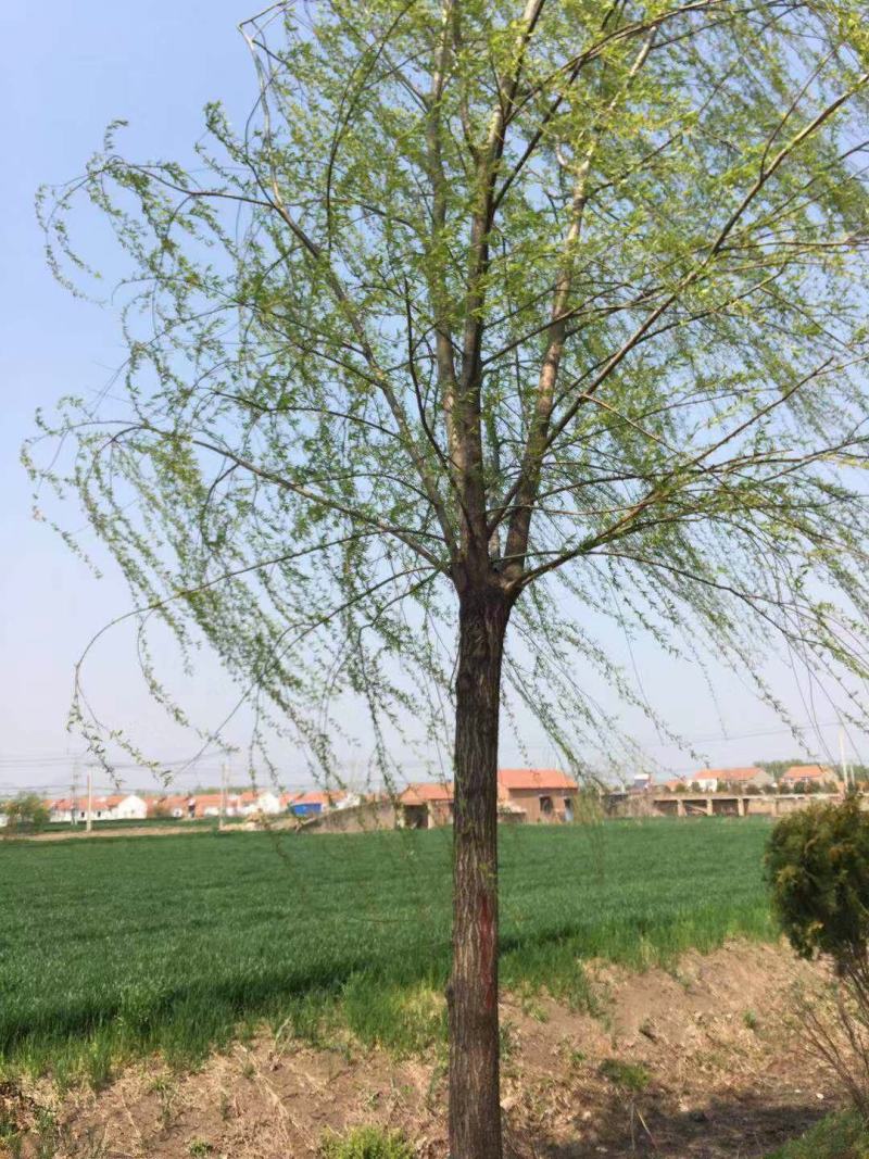 垂柳，金丝垂柳，速生垂柳，竹柳，馒头柳，品种齐全，清圃价