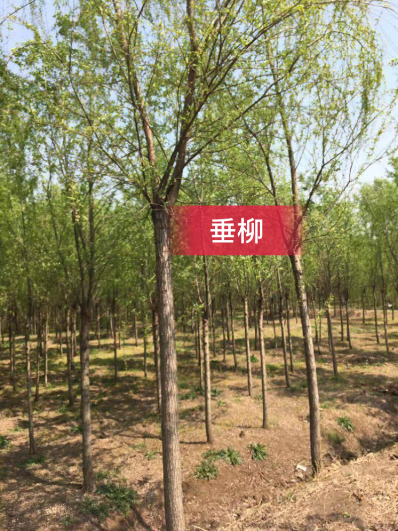 垂柳，金丝垂柳，速生垂柳，竹柳，馒头柳，品种齐全，清圃价