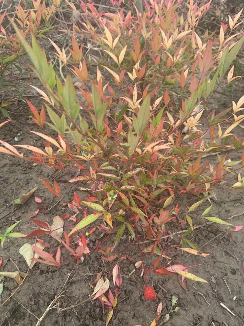 南天竹，常绿彩叶树种，优质品种，道路色块用苗