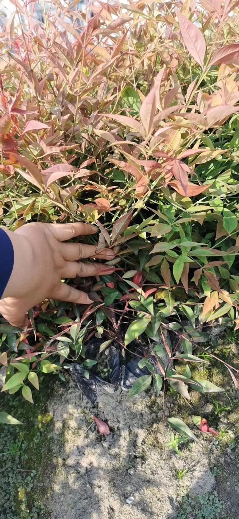 南天竹，常绿彩叶树种，优质品种，道路色块用苗