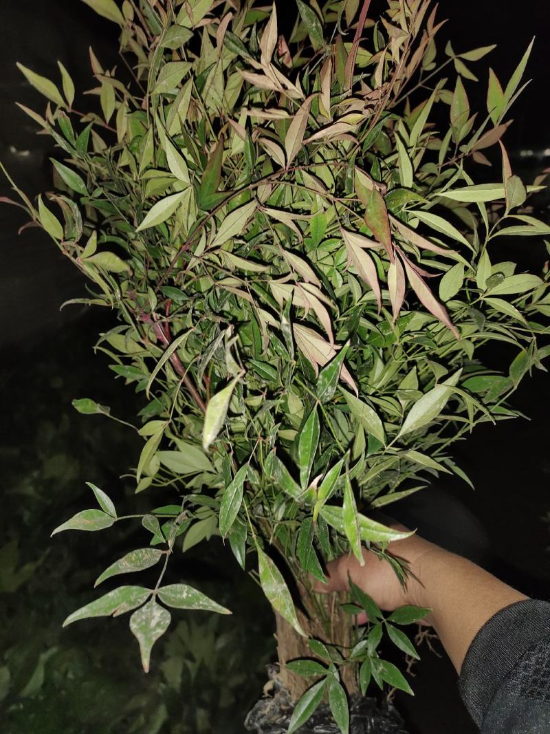 南天竹，常绿彩叶树种，优质品种，道路色块用苗