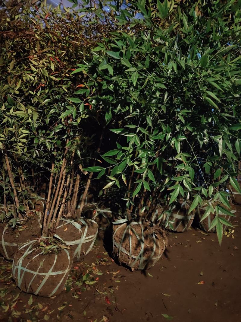 南天竹，常绿彩叶树种，优质品种，道路色块用苗