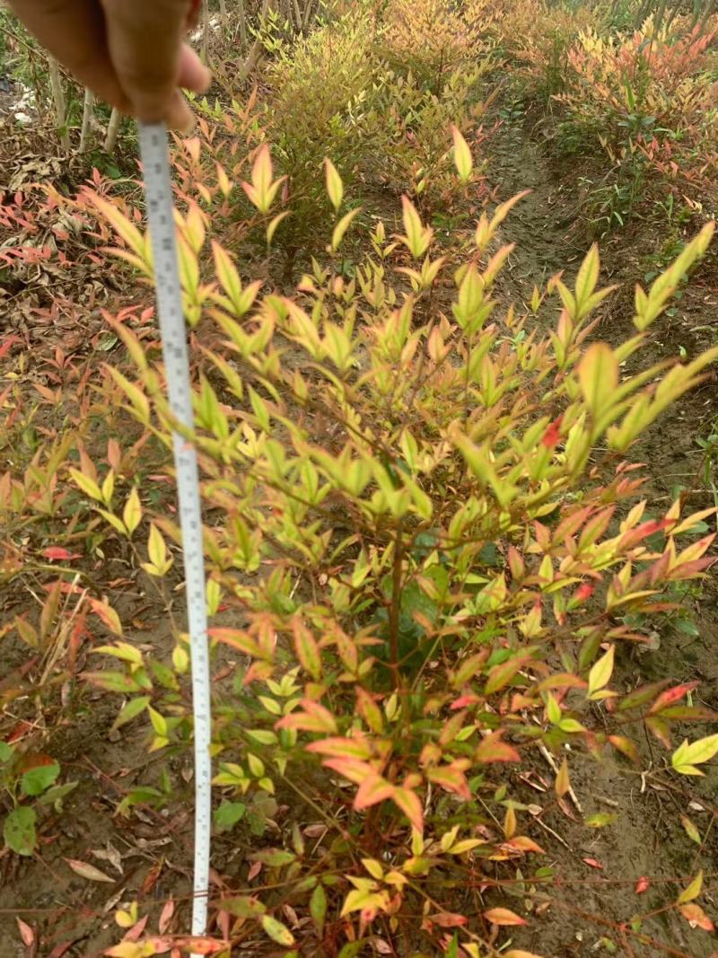 南天竹，常绿彩叶树种，优质品种，道路色块用苗
