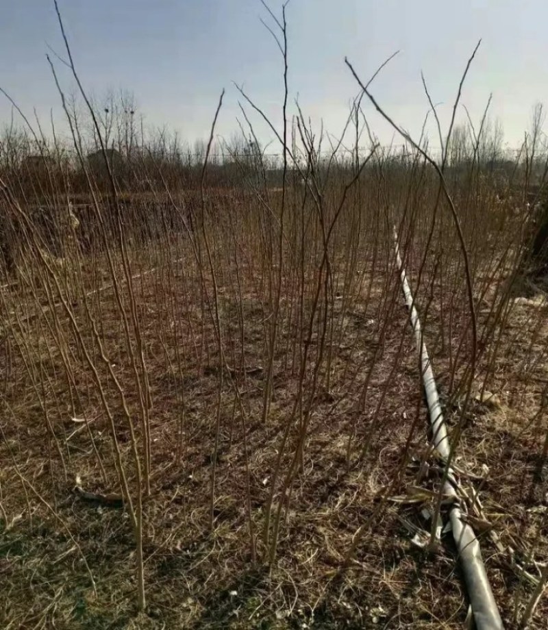 合欢树苗《速生生长速度快》成活率高耐旱栽地栽型