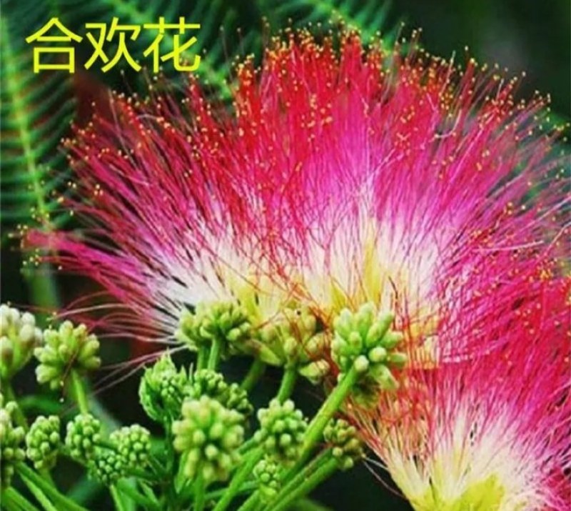 合欢树苗《速生生长速度快》成活率高耐旱栽地栽型