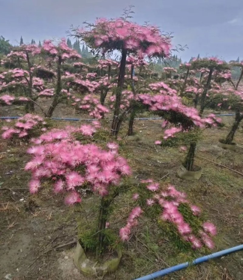 合欢树苗《速生生长速度快》成活率高耐旱栽地栽型