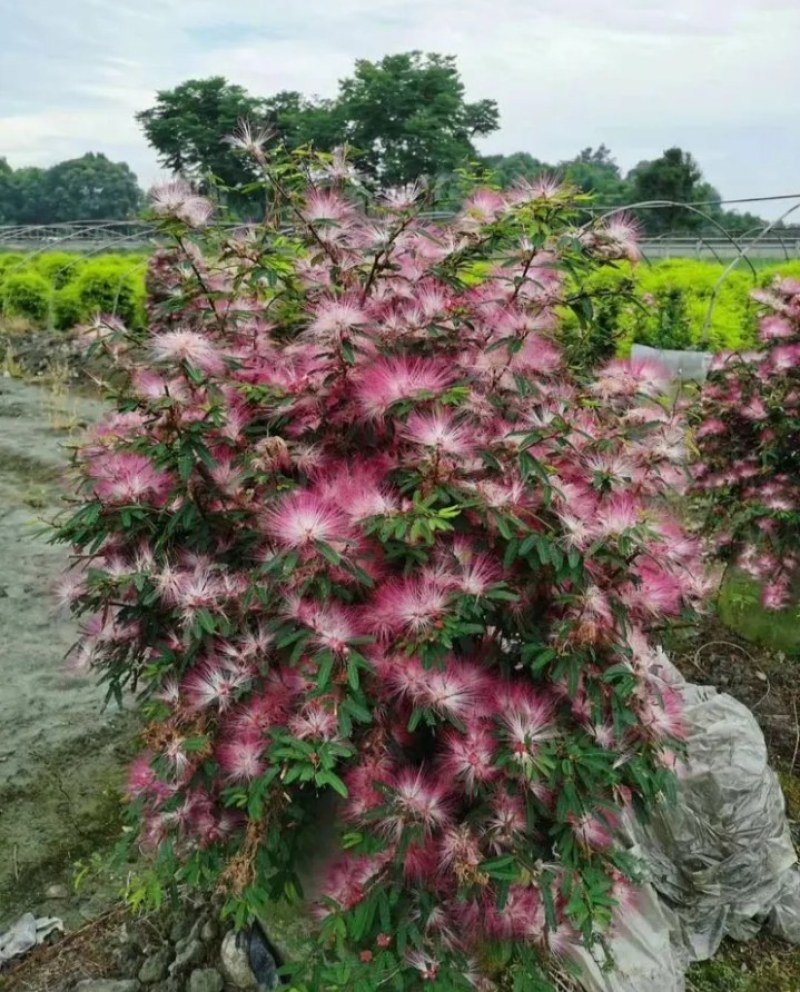 合欢树苗《速生生长速度快》成活率高耐旱栽地栽型