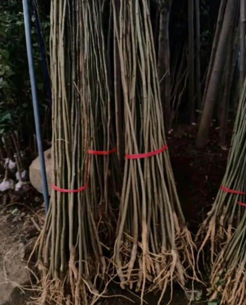 合欢树苗《速生生长速度快》成活率高耐旱栽地栽型