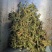 伸筋草无硫熏新鲜干货泡茶泡脚一公斤起发货