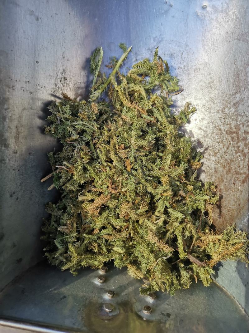 伸筋草无硫熏新鲜干货泡茶泡脚一公斤起发货