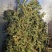 伸筋草无硫熏新鲜干货泡茶泡脚一公斤起发货