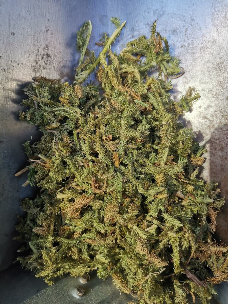 伸筋草无硫熏新鲜干货泡茶泡脚一公斤起发货