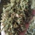 伸筋草无硫熏新鲜干货泡茶泡脚一公斤起发货