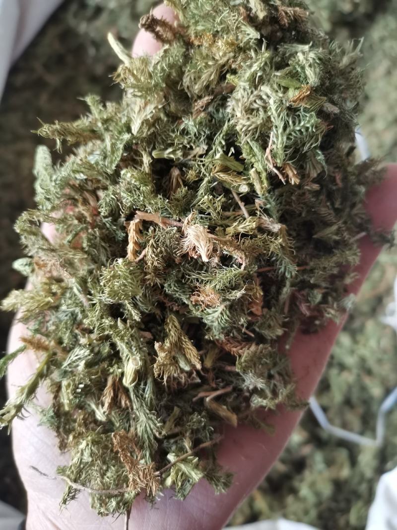 伸筋草无硫熏新鲜干货泡茶泡脚一公斤起发货
