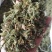 伸筋草无硫熏新鲜干货泡茶泡脚一公斤起发货