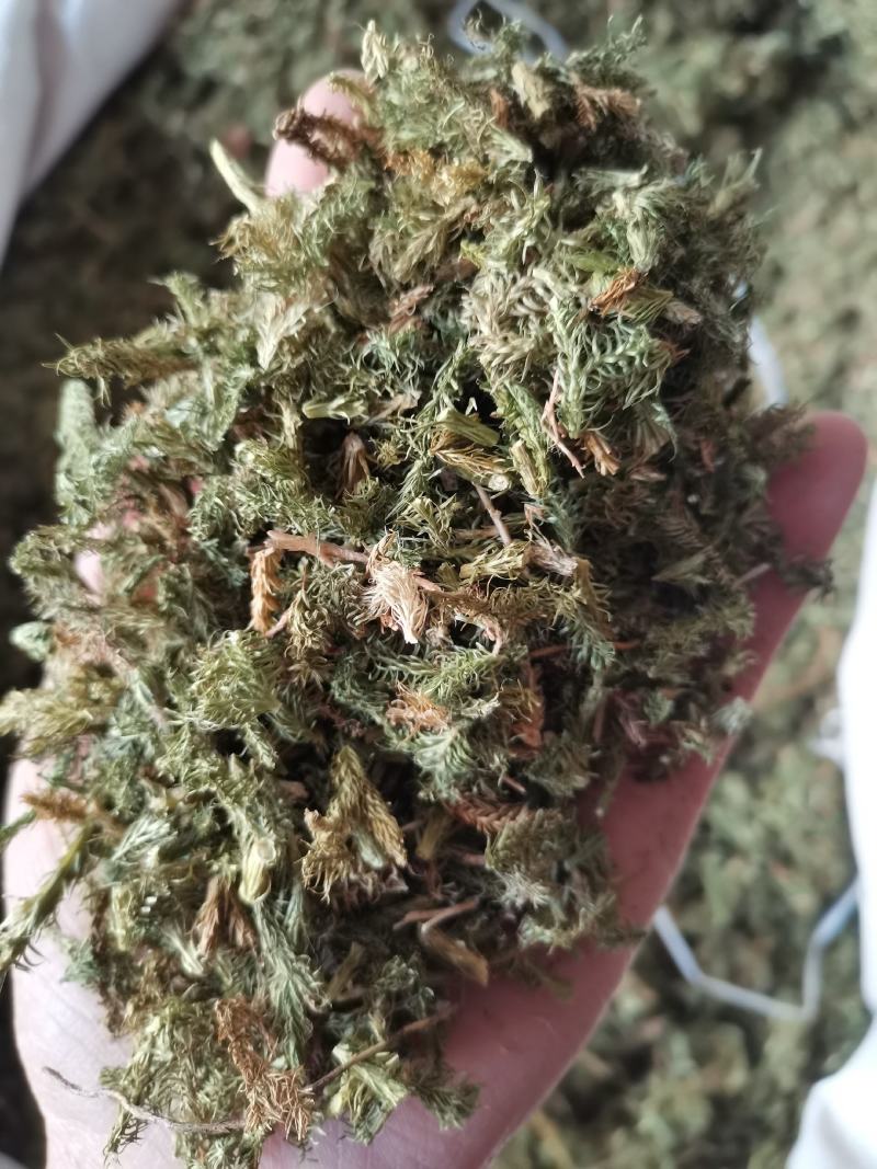 伸筋草无硫熏新鲜干货泡茶泡脚一公斤起发货