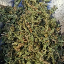 伸筋草无硫熏新鲜干货泡茶泡脚一公斤起发货