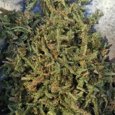 伸筋草无硫熏新鲜干货泡茶泡脚一公斤起发货