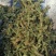 伸筋草无硫熏新鲜干货泡茶泡脚一公斤起发货