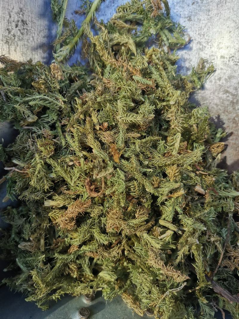伸筋草无硫熏新鲜干货泡茶泡脚一公斤起发货