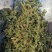伸筋草无硫熏新鲜干货泡茶泡脚一公斤起发货