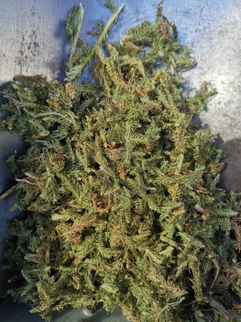伸筋草无硫熏新鲜干货泡茶泡脚一公斤起发货