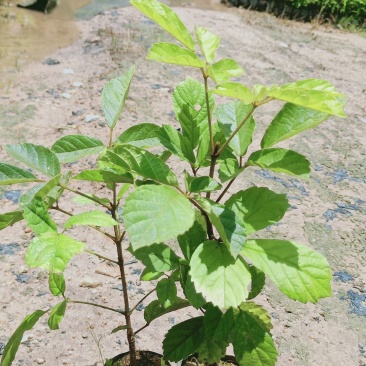 黄花风铃木树苗绿化工程树苗别墅院子庭院种植