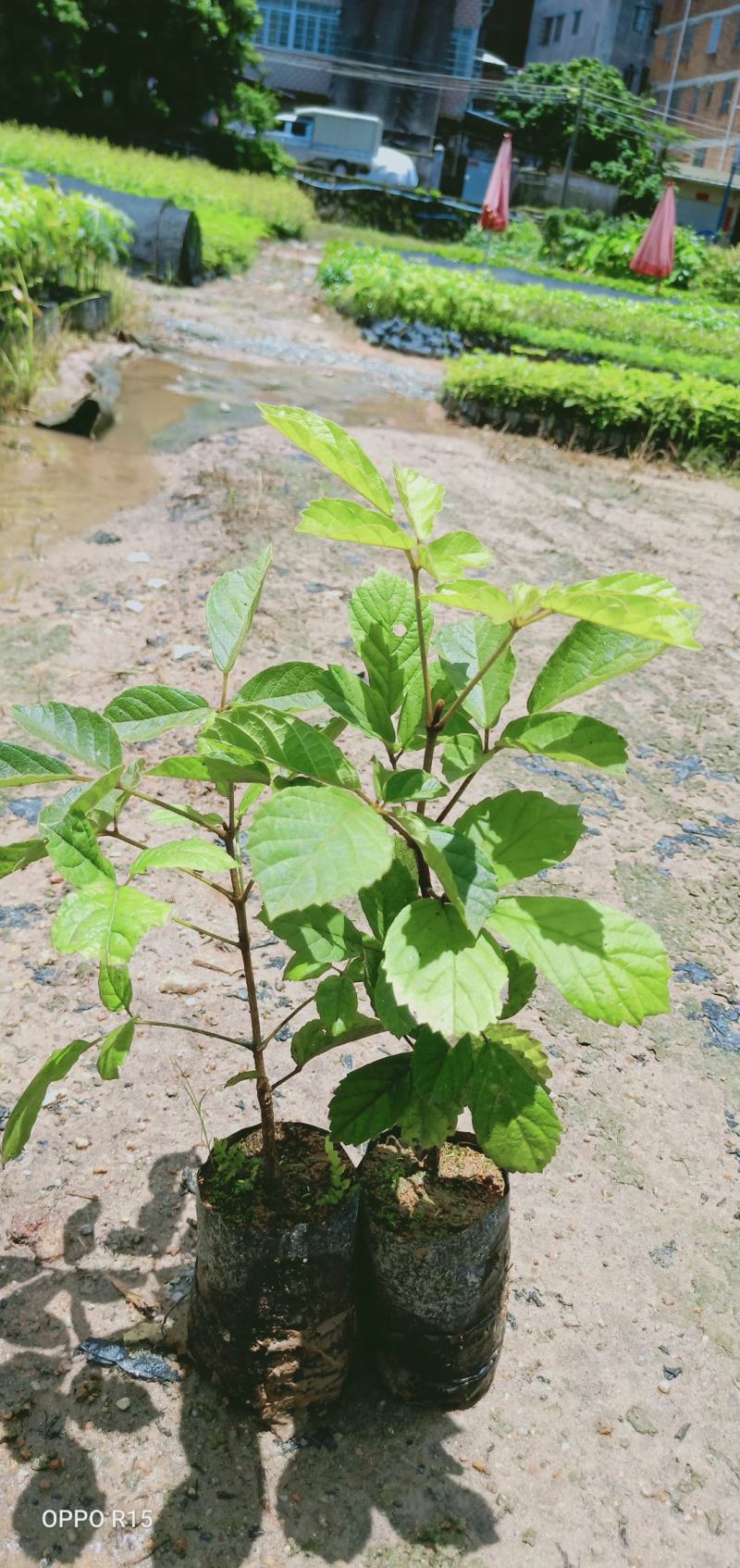 黄花风铃木树苗绿化工程树苗别墅院子庭院种植