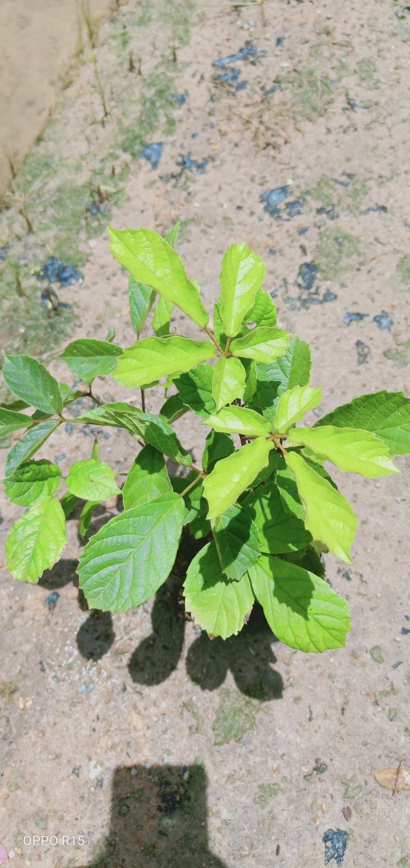 黄花风铃木树苗绿化工程树苗别墅院子庭院种植