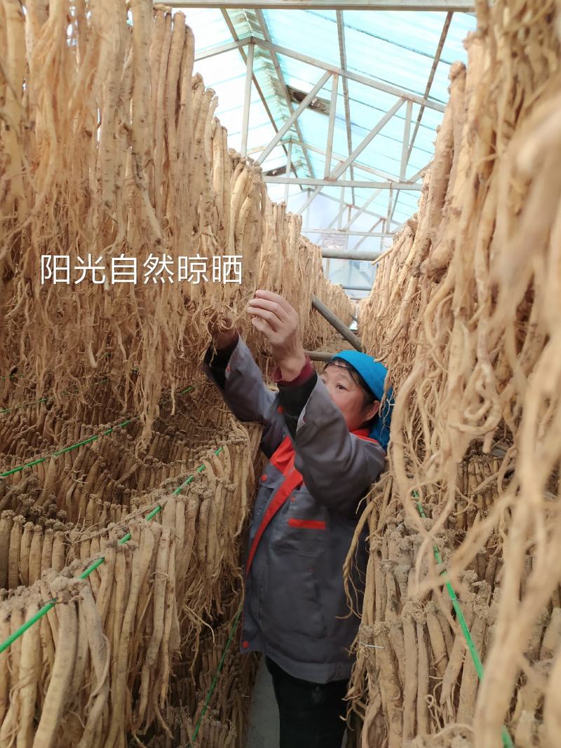 甘肃岷县党参原条白条新货大量现货，甜度高纯无硫自然风干