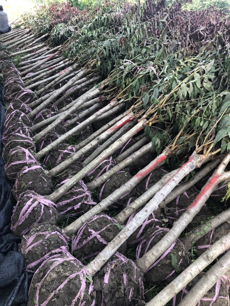 红叶碧桃，青叶碧桃，珍珠碧桃，15年专业育苗经验，品质优