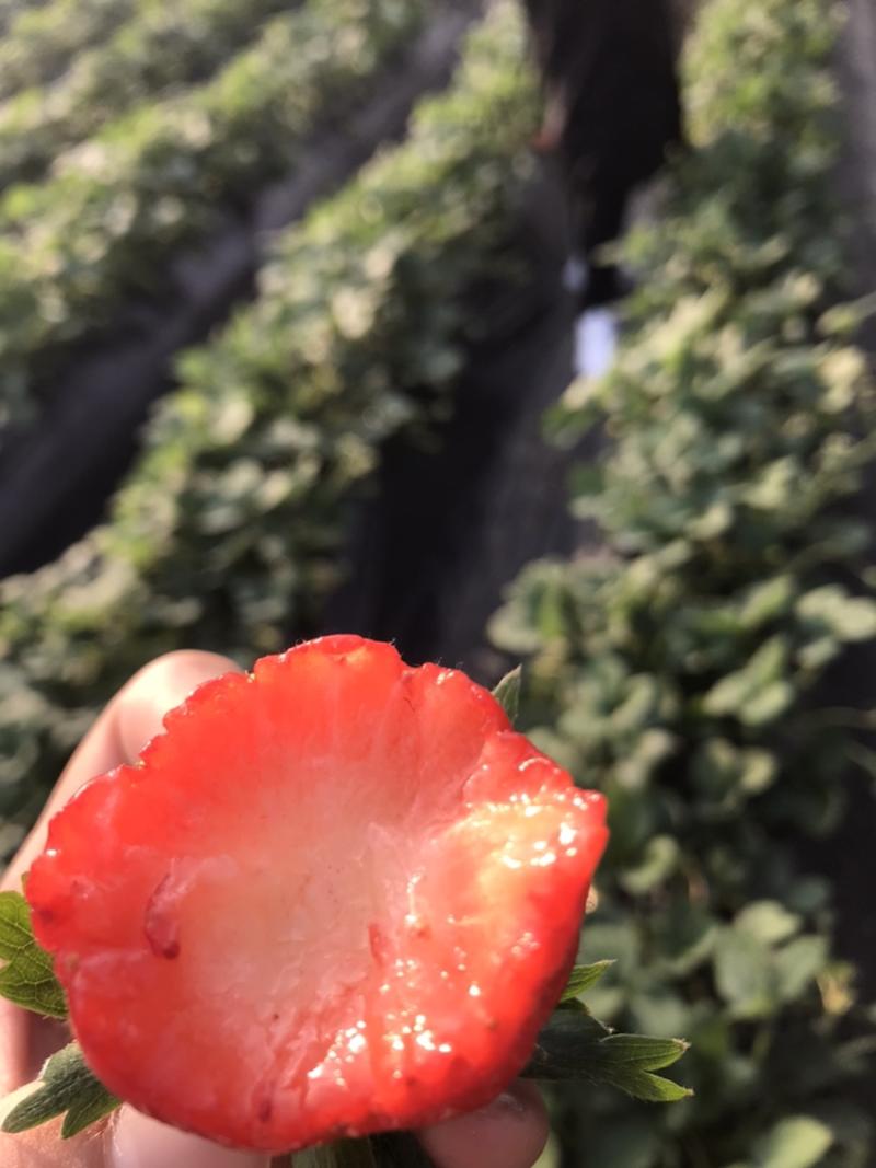 精品甜宝草莓大量成熟上市啦果型好颜色好口感特别甜棒