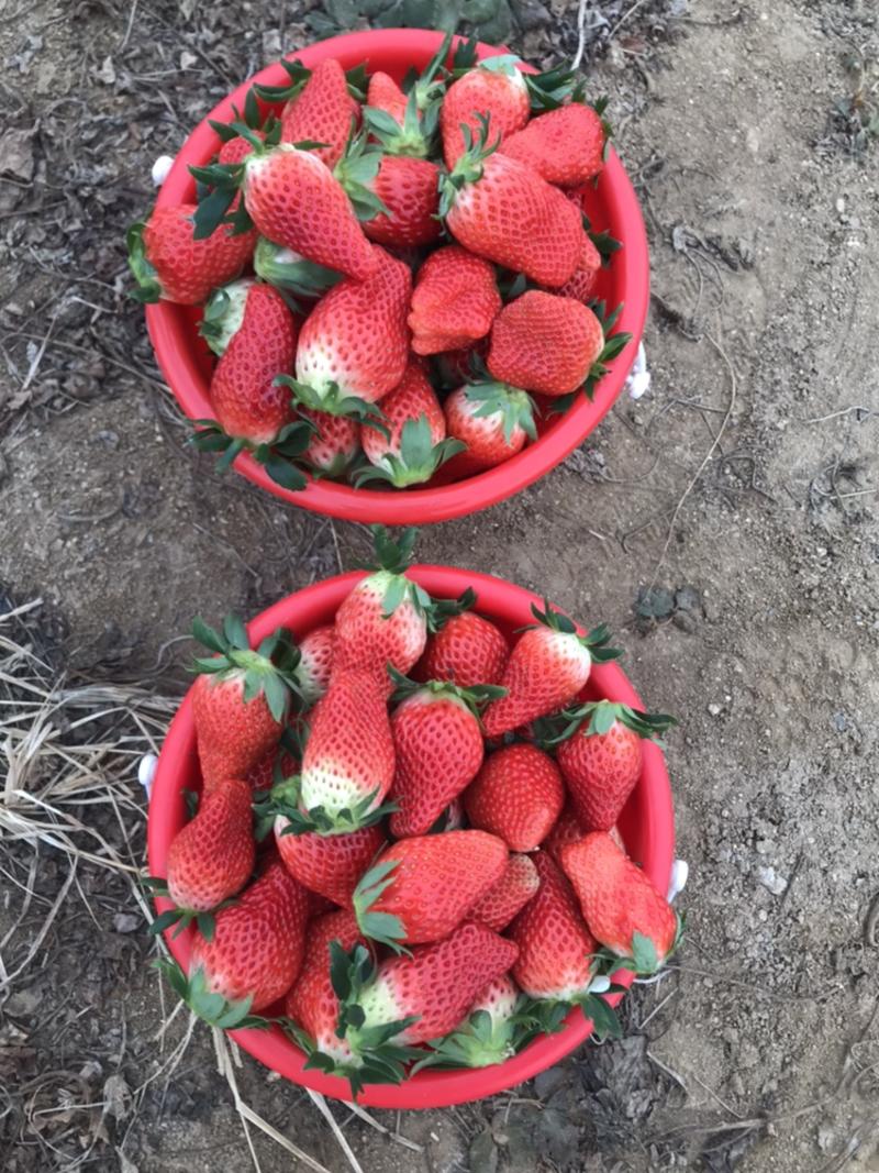 精品甜宝草莓大量成熟上市啦果型好颜色好口感特别甜棒