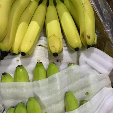 常年供应特价香蕉国产进口都有
