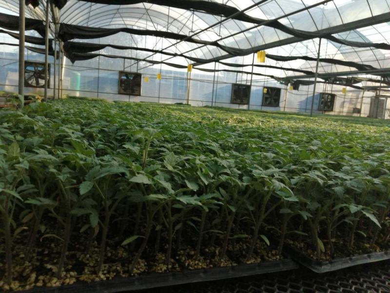 釜山88小番茄苗圣女果苗嫁接小西红柿苗抗病毒玲珑蜜