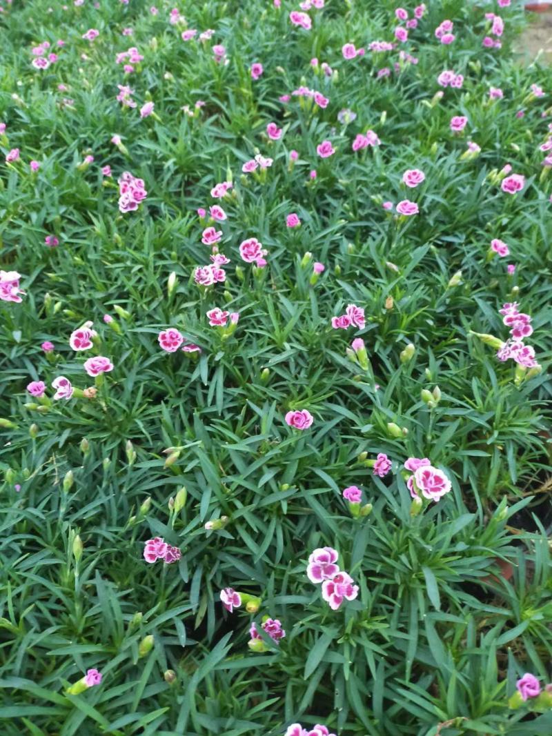 初吻石竹，山东青州基地直销，规格齐全，质量好