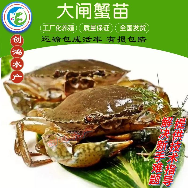 【厂家直销】优质大闸蟹苗中华绒螯蟹苗淡水养殖