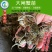 【厂家直销】优质大闸蟹苗中华绒螯蟹苗淡水养殖