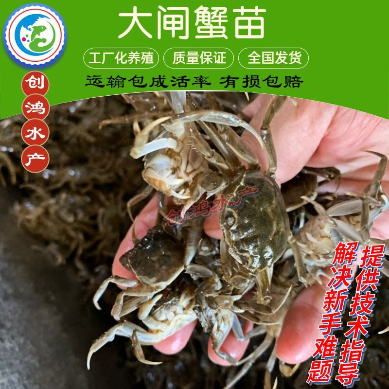 【厂家直销】优质大闸蟹苗中华绒螯蟹苗淡水养殖