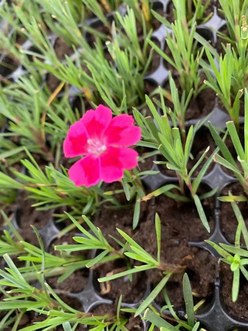 山东青州欧石竹种植基地大量出售欧石竹颜色多规格全质量好