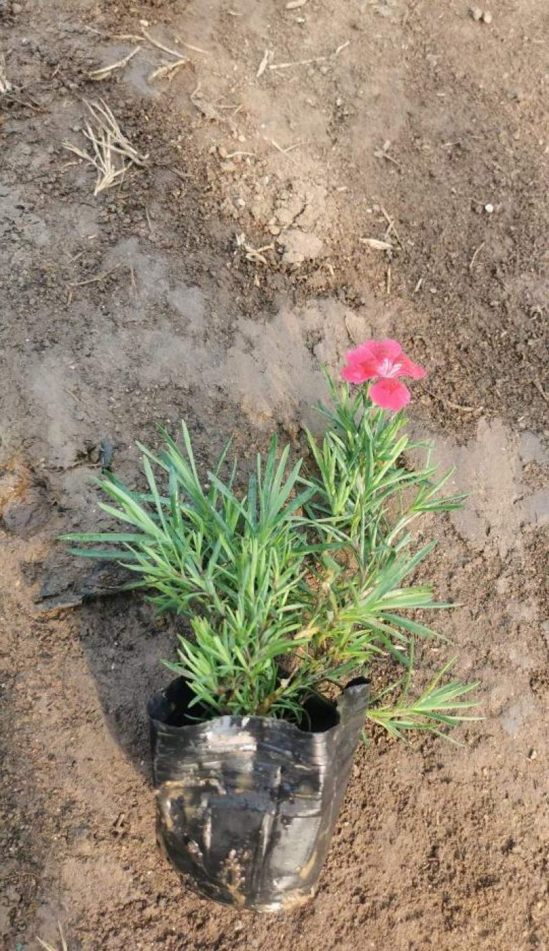 山东青州欧石竹种植基地大量出售欧石竹颜色多规格全质量好