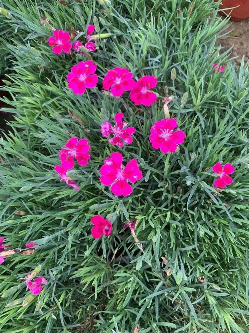 山东青州欧石竹种植基地大量出售欧石竹颜色多规格全质量好