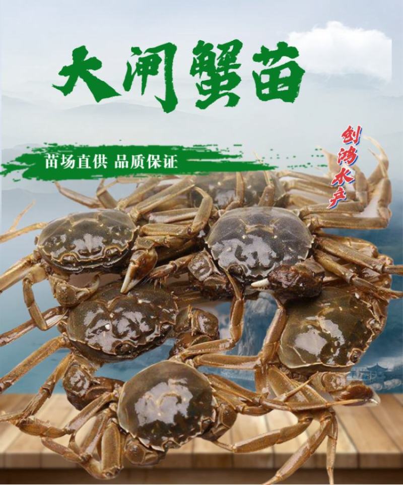 【厂家直销】优质大闸蟹苗中华绒螯蟹苗淡水养殖