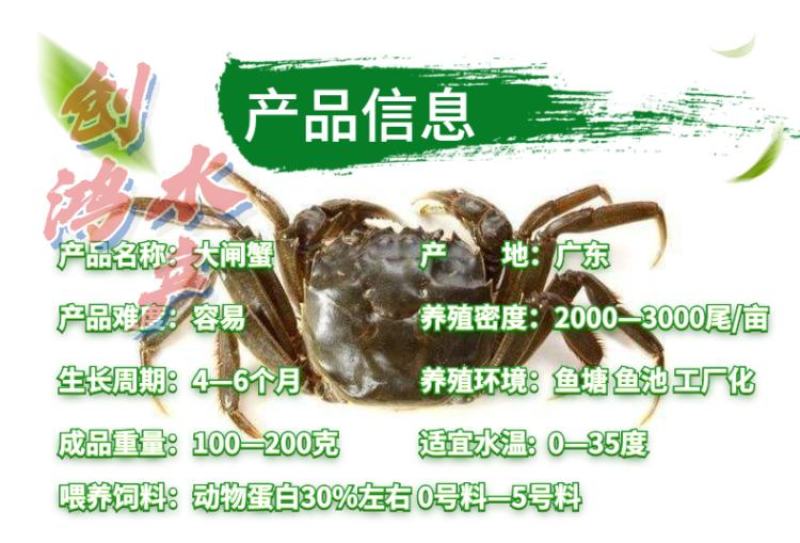 【厂家直销】优质大闸蟹苗中华绒螯蟹苗淡水养殖
