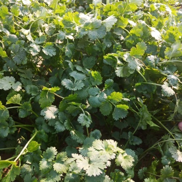 精品陆地铁杆小叶香菜