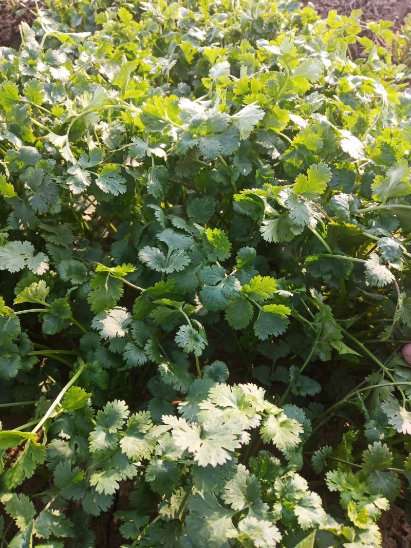 精品陆地铁杆小叶香菜