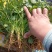 精品陆地铁杆小叶香菜